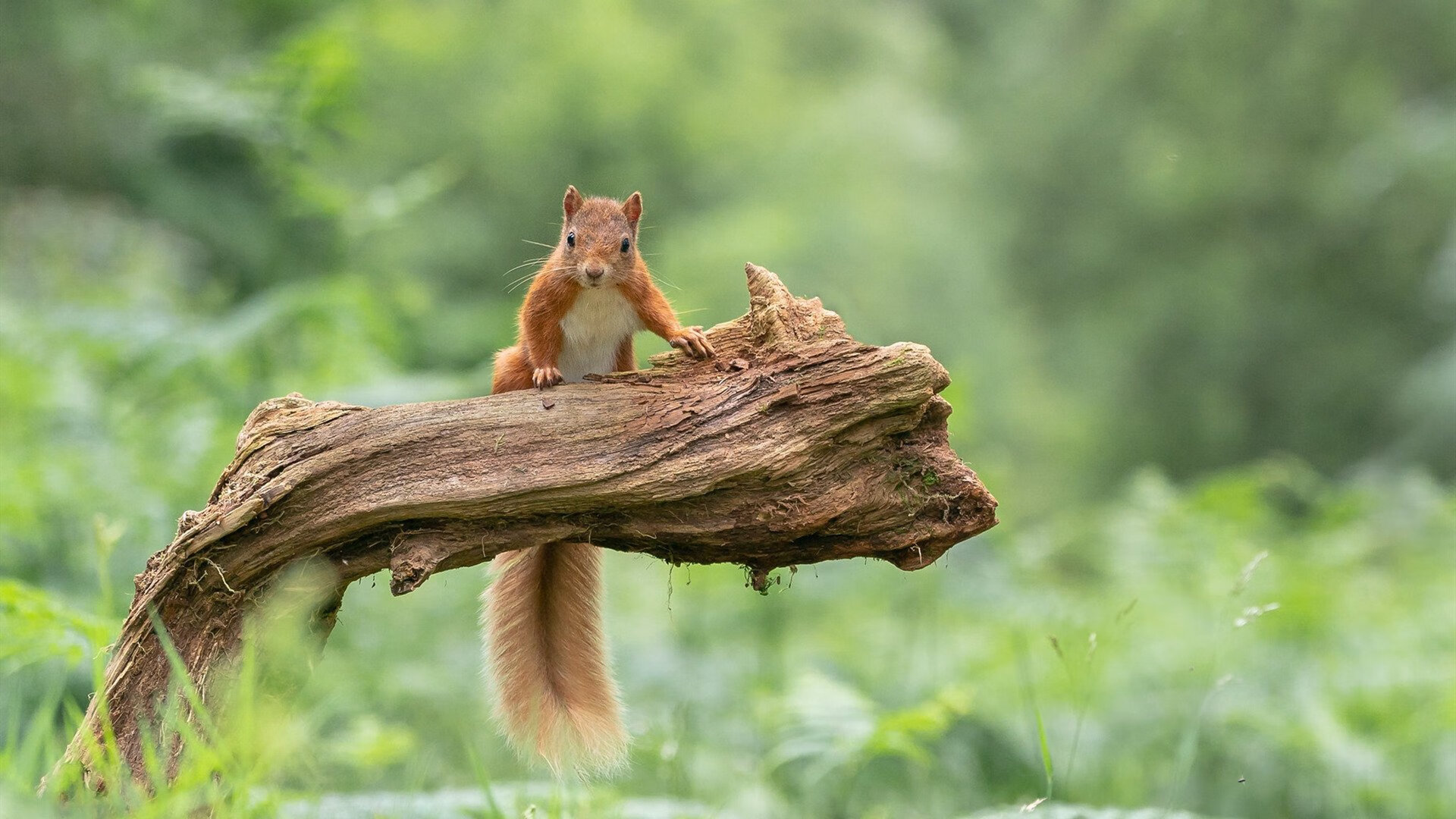 海湾者主力球员准备充分，斗志昂扬，海湾资讯网